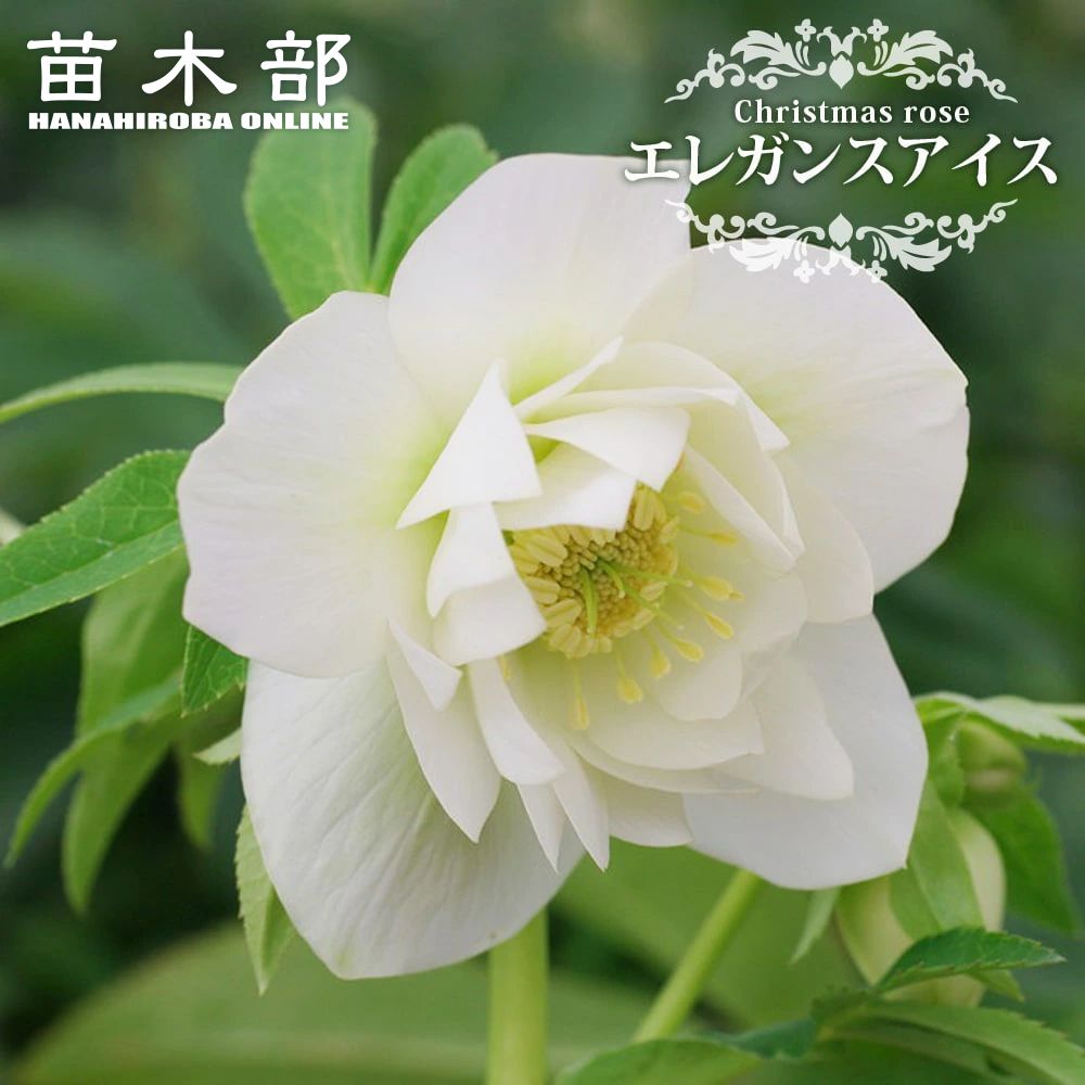 楽天市場】【エレガンスパープル】 八重咲きクリスマスローズ 3号