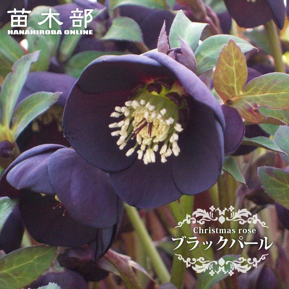 クリスマスローズ ブラック 丸弁　707番 楽天市場】ミヨシのクリスマスローズ ブラックパール 3号苗 丸弁カップ