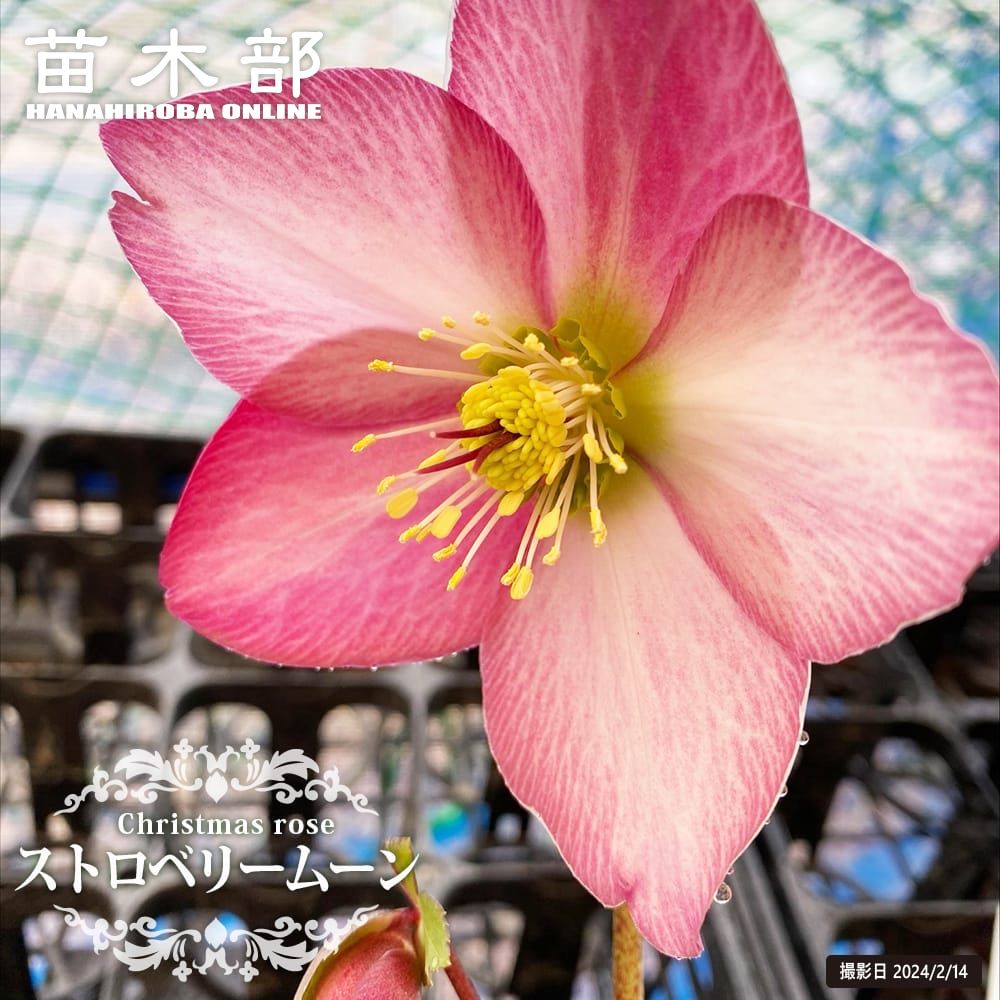 楽天市場】楽天スーパーセール対象商品 【ホワイトプリマドレス