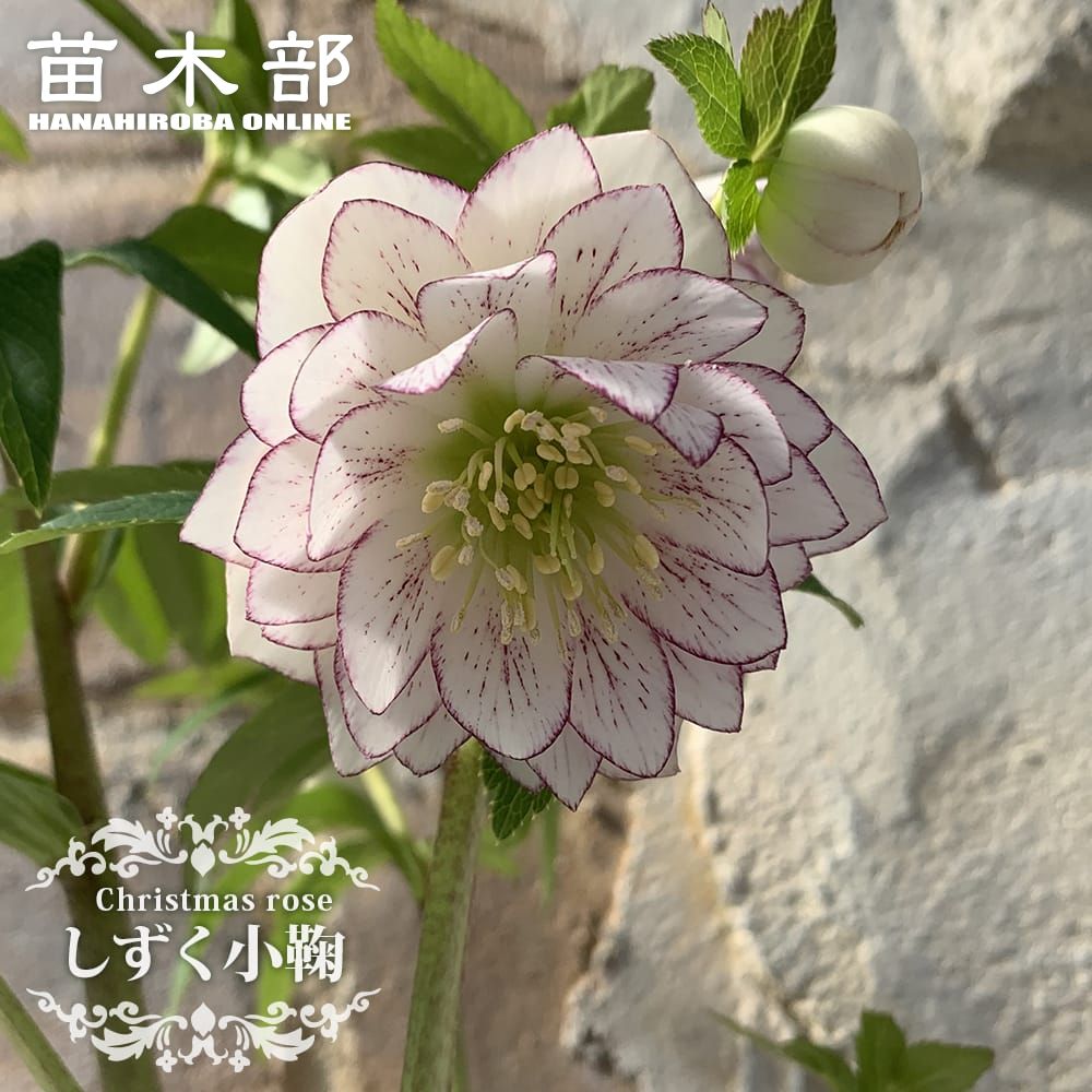 楽天市場】【ホワイトオーケストラ】 アネモネ咲きクリスマスローズ 3