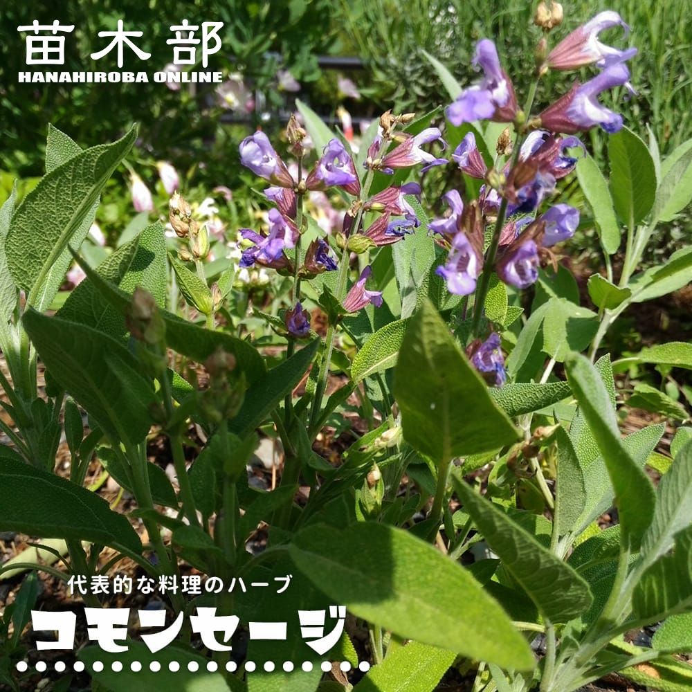 楽天市場】バンクシア ブレクニフォリア 5号スリット鉢植え