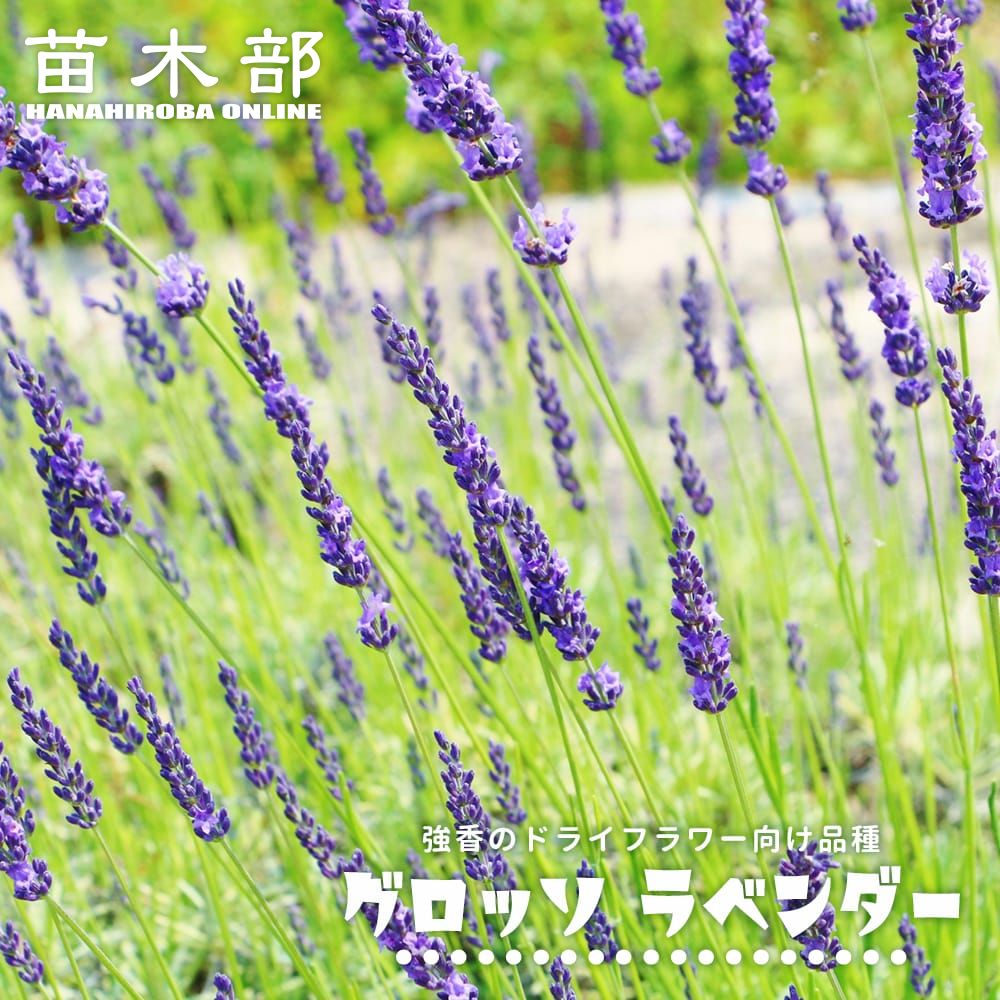楽天市場】【ロドンピンク ラベンダー】 （スパイカ系） ハーブ苗 3号