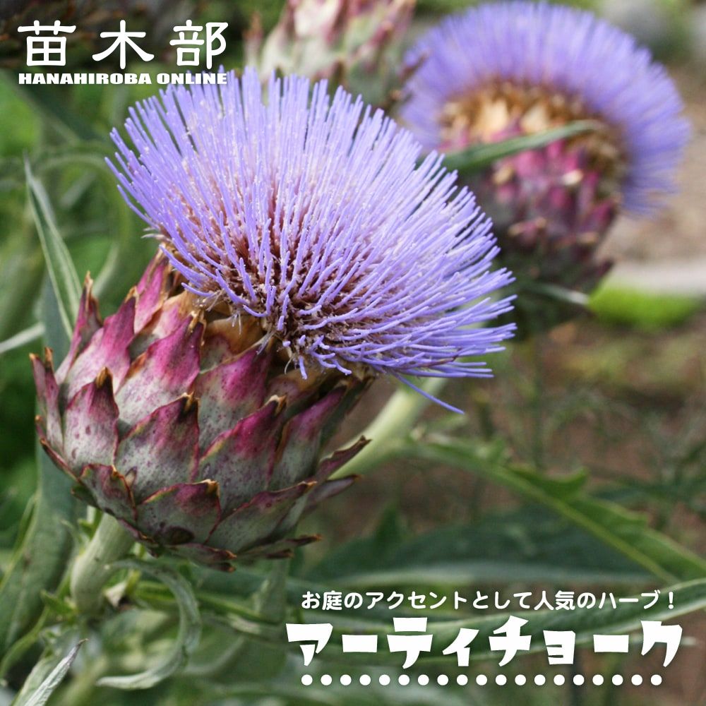 k*s様 特選品③実が20個以上付いてるフィンガーライム・リトルルビー 楽天市場】フィンガーライム 苗 【リトルルビー】 果皮：薄茶色