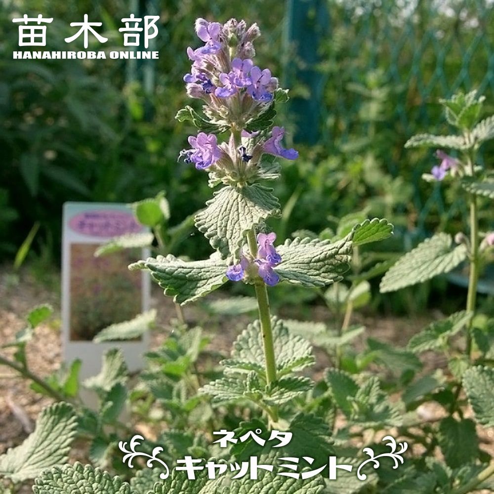 楽天市場】バンクシア ブレクニフォリア 5号スリット鉢植え : 苗木部