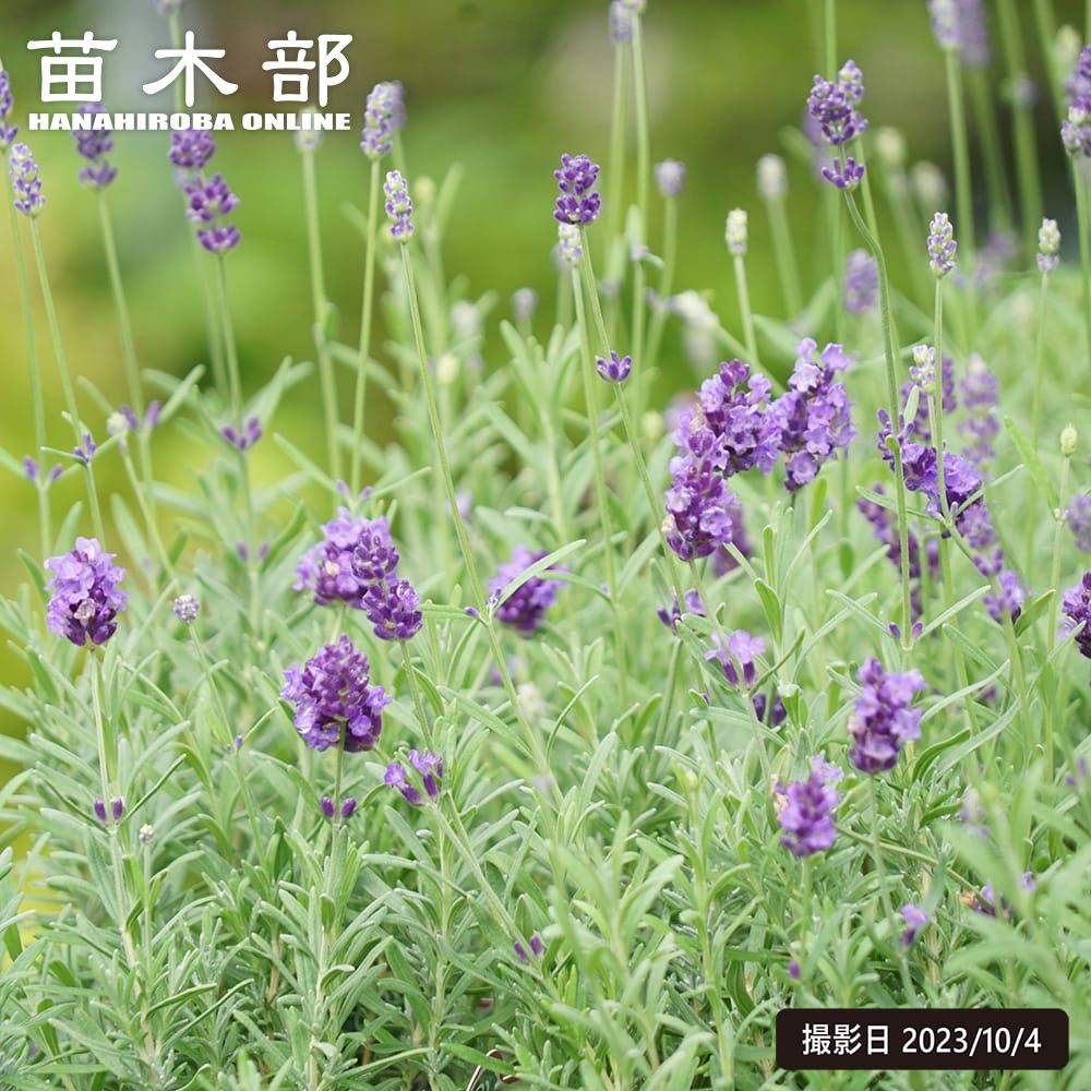 ラベンダーになります。 ラベンダーとなっております ラベンダー ZX C