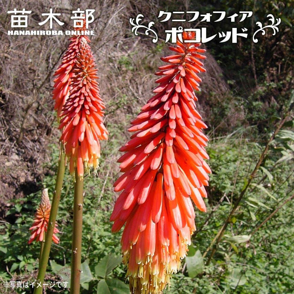 楽天市場】クニフォフィア （ トリトマ 、 赤熊百合 ） アルケイザー 3