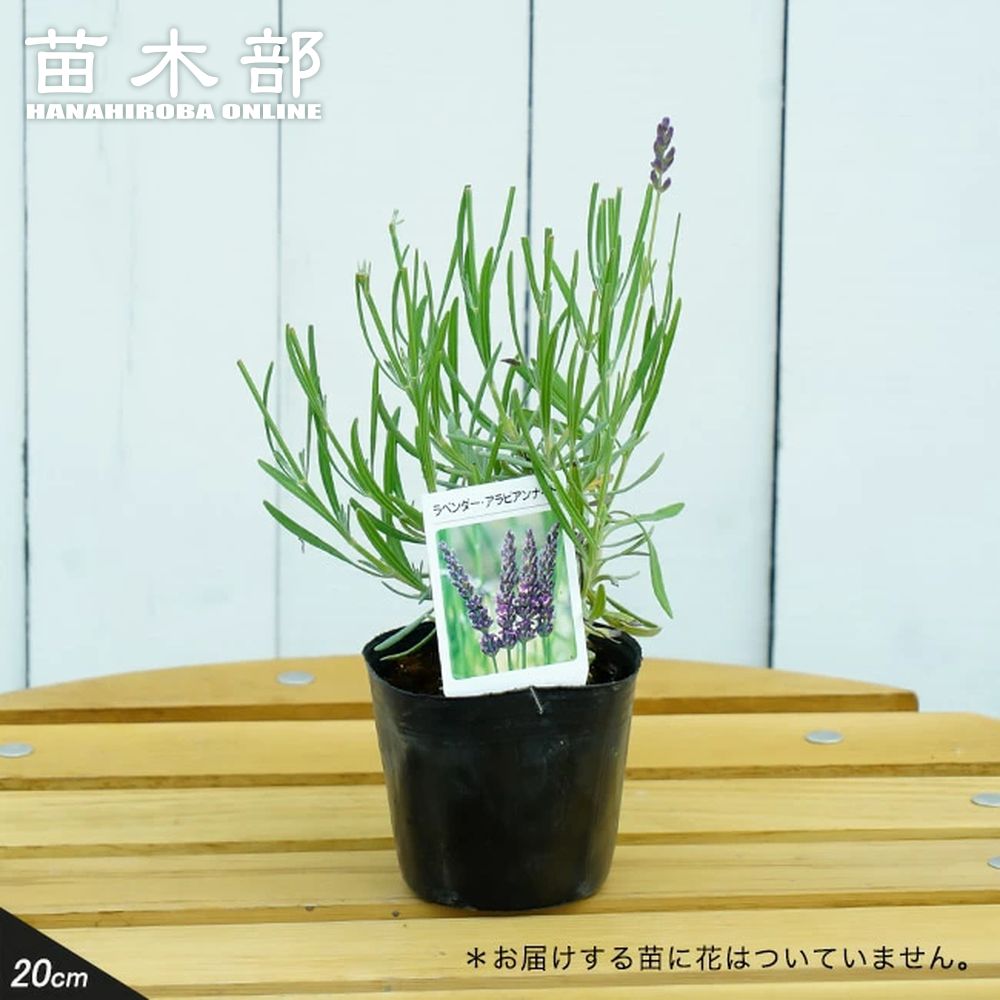 専用！アガベ希少品種20株セット Heartplants