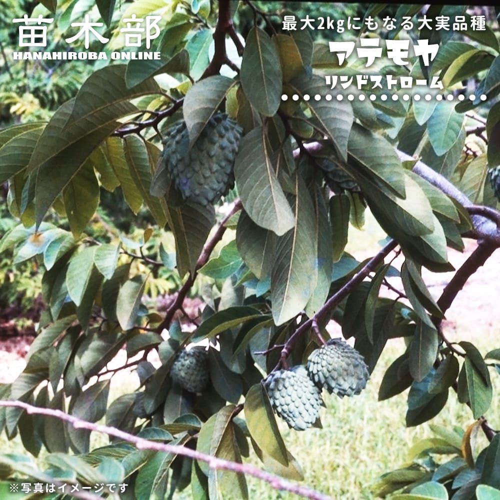 楽天市場】アンノナ 【ビリバ】 接木 3号ポット苗 : 苗木部 by 花