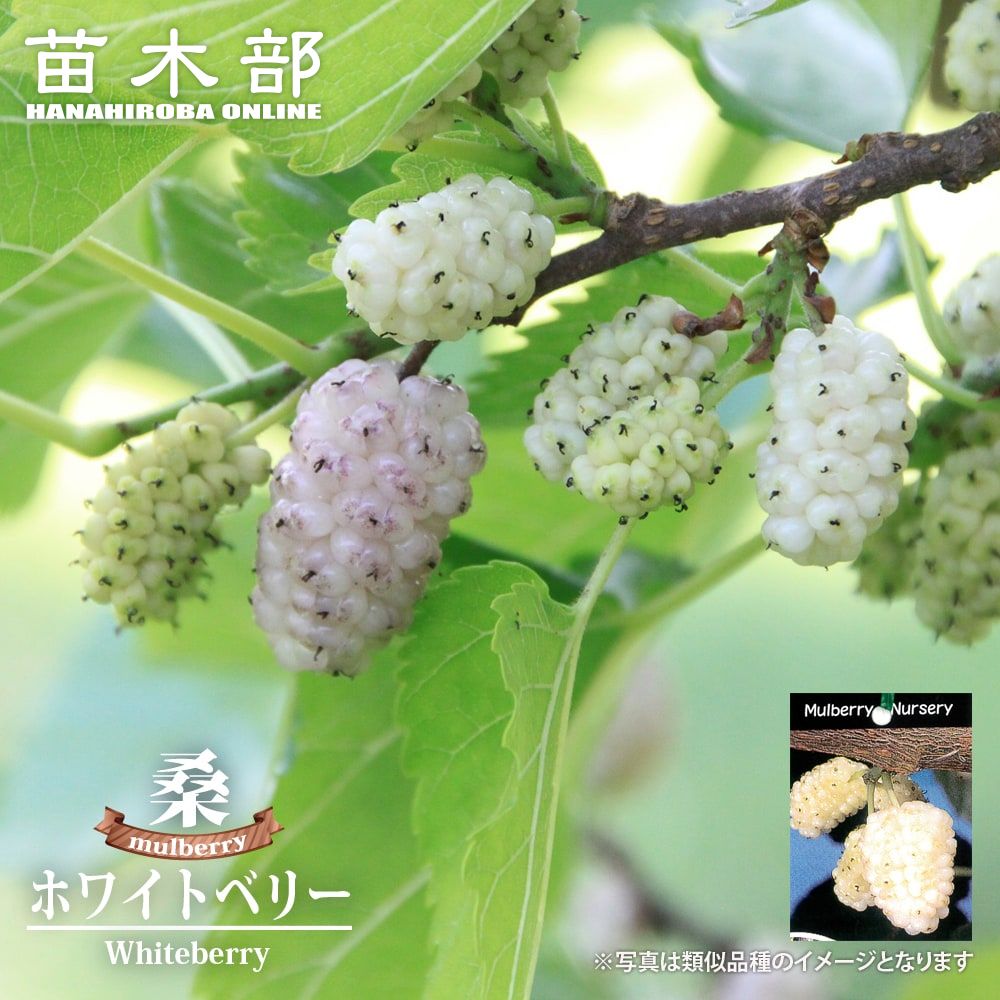 楽天市場】マルベリー 【スイートマルベリー】 5号ポット苗 : 苗木部