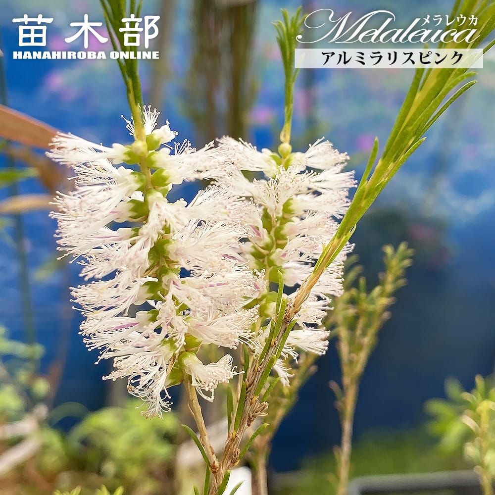 楽天市場】【レボリューショングリーン】 メラレウカ 5号ポット苗