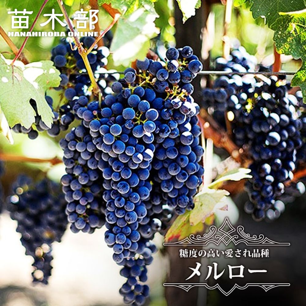 楽天市場】【ピノノワール】 赤ワイン用ぶどう 1年生接木苗