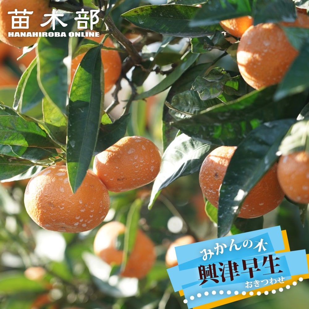 興津早生みかん 4年生 大苗 柑橘 温州みかん 興津早生 苗 おすすめ 苗木部 By 花ひろば