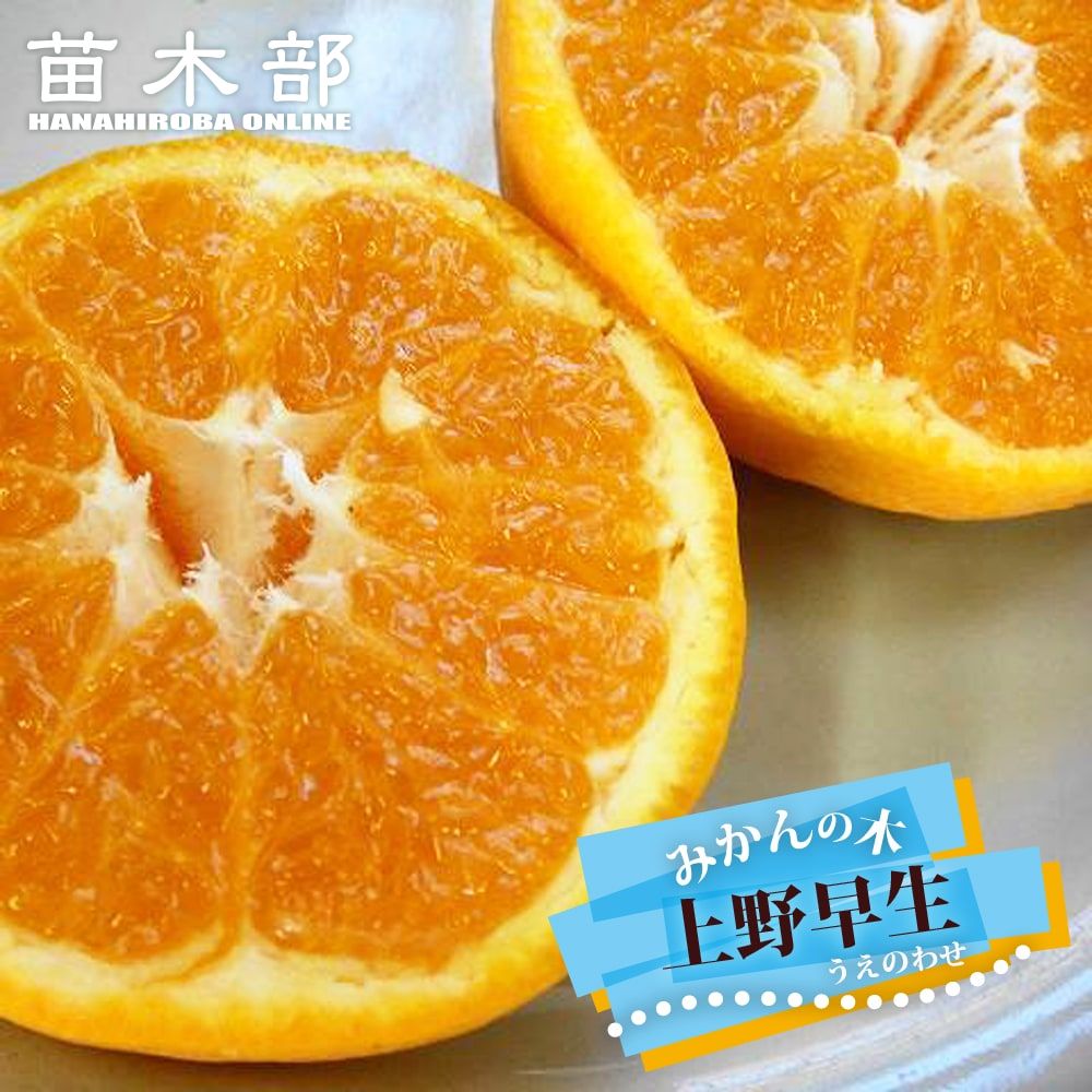 楽天市場】みかん 苗木 【宮川早生】 温州みかん 1年生接木苗 : 苗木部