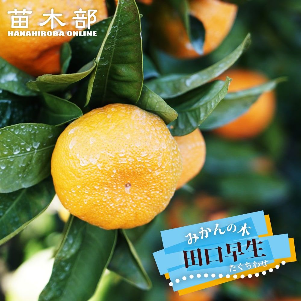 楽天市場】みかん 苗木 【田口早生温州みかん】 3年生接木大 【産地で