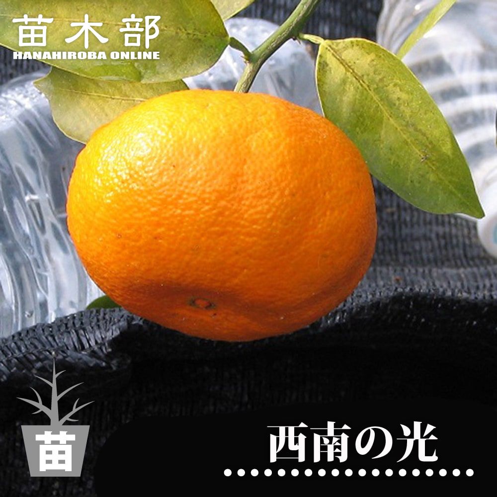 楽天市場】みかん 苗木 【西南のひかり （西南の光）】 1年生接木苗
