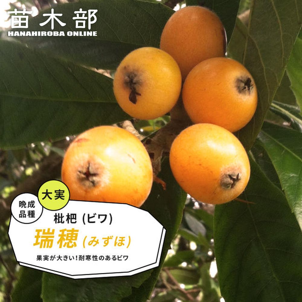 楽天市場】びわ 苗木 【大房】 1年生接木苗 : 苗木部 by 花ひろば