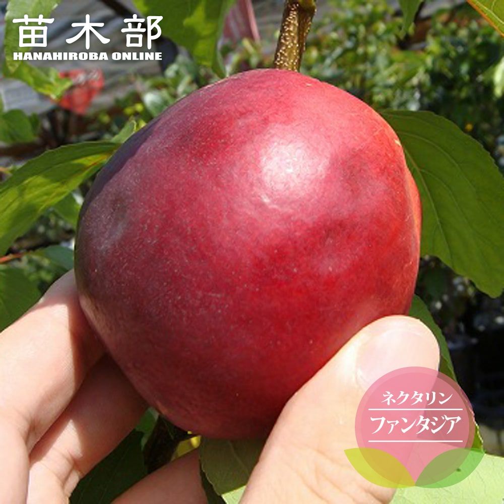 楽天市場】【スチュワート種】 アボカド Aタイプ 1年生 接木 苗木