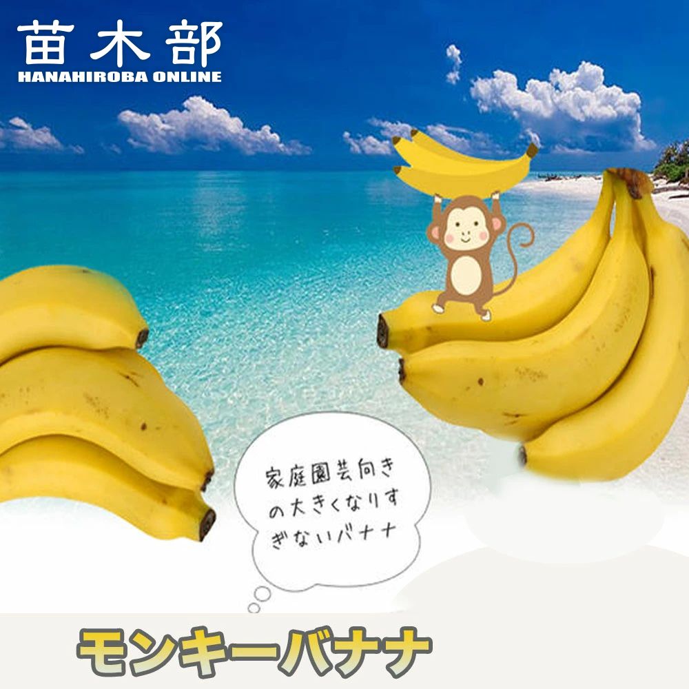210cm,早い収穫＝準親株　至福の糖度★マッサンバナナ★バナナ　低木・耐寒性強 210cm,早い収穫＝準親株 至福の糖度☆マッサンバナナ☆バナナ