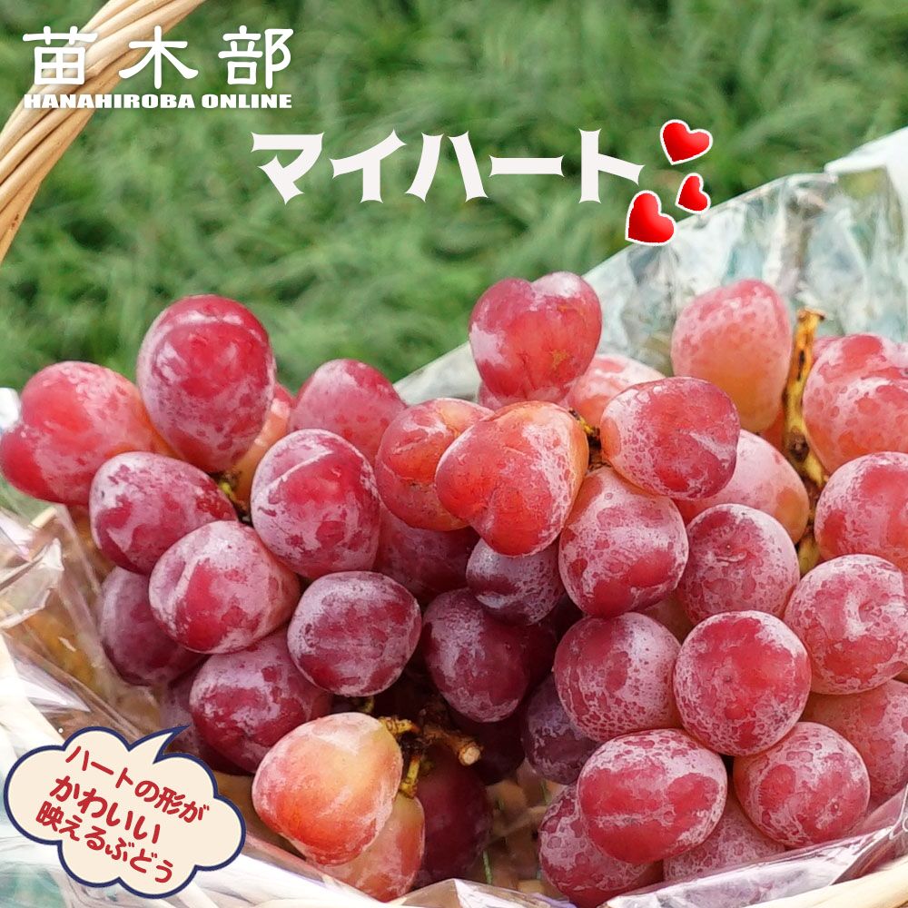 2本セット‼️マイハート ウイルスフリー苗 とシャインマスカット太め 来 季 myheart01-logo.jpg