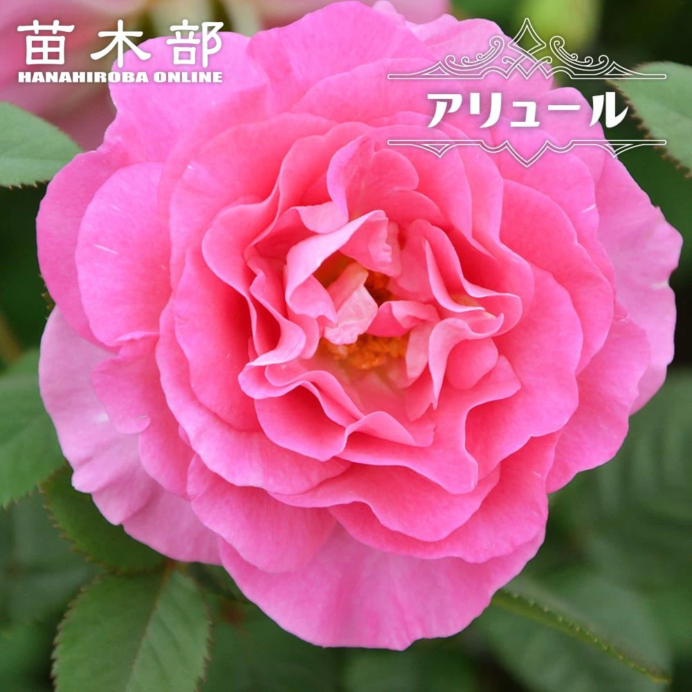 四季咲きバラ バラ苗 ER ヒーフクリフ 強健 四季咲き 接ぎ木苗 5号