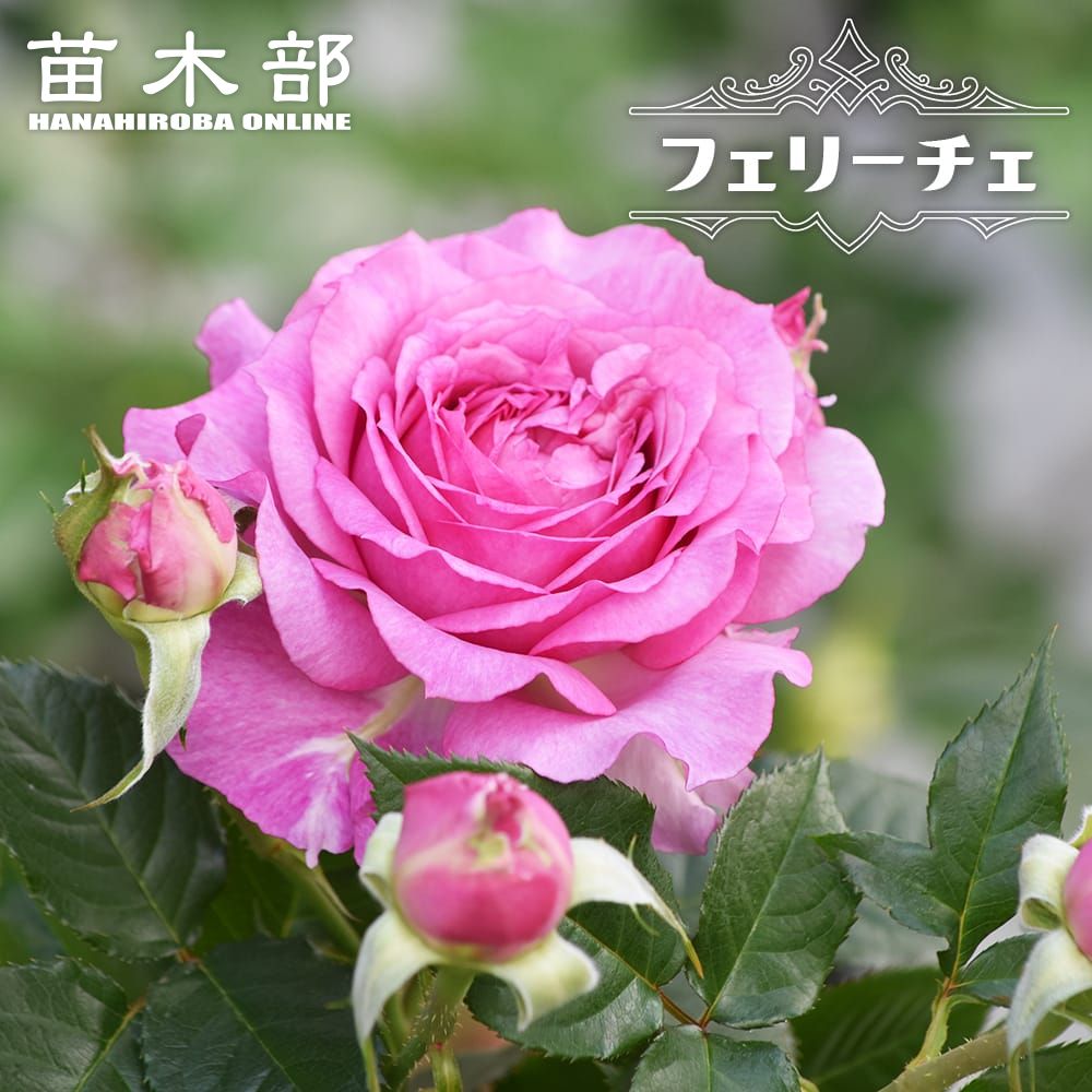 四季咲きバラ バラ苗 ER ヒーフクリフ 強健 四季咲き 接ぎ木苗 5号