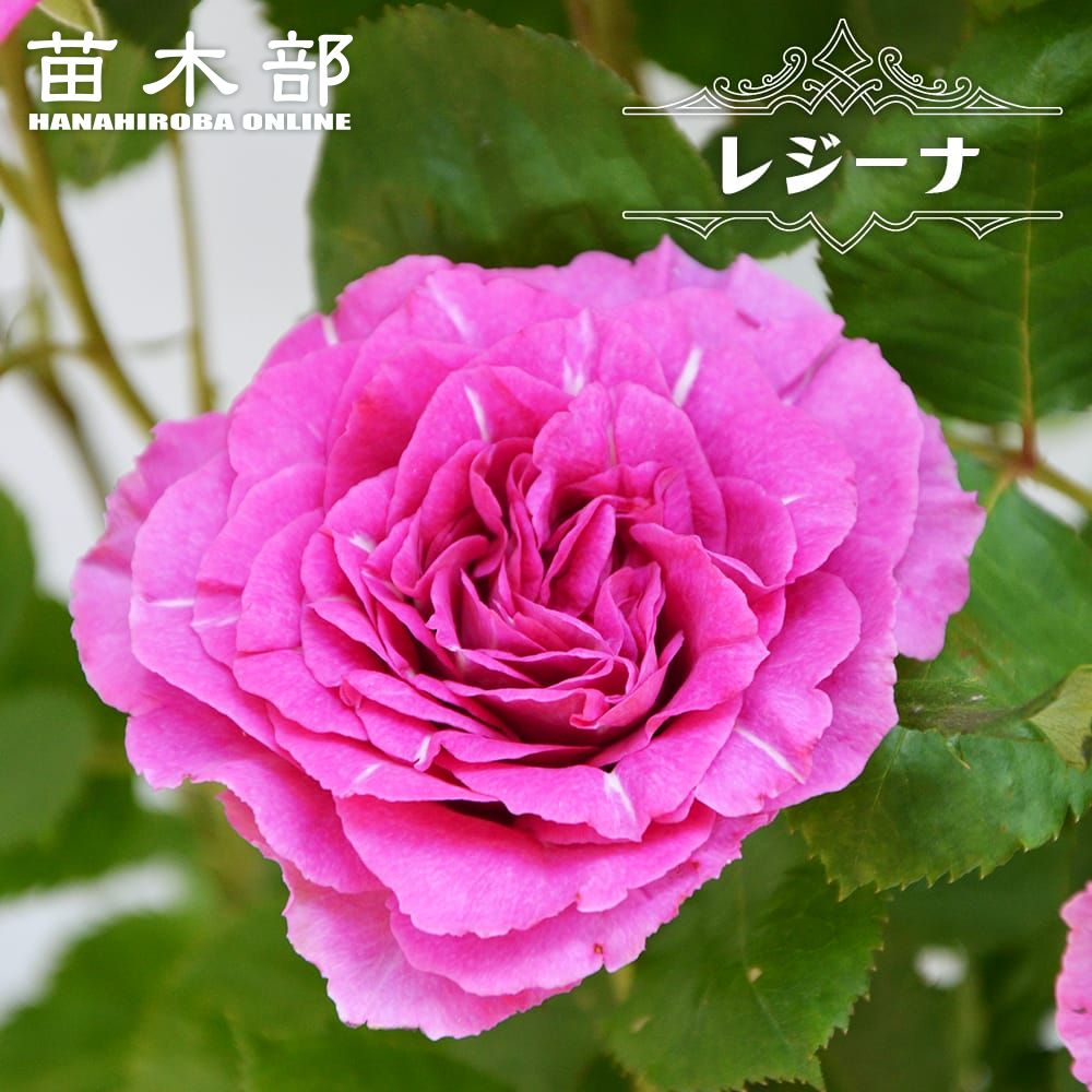 楽天市場】四季咲きバラ 【フェリーチェ】 2年生接木苗 : 苗木部 by