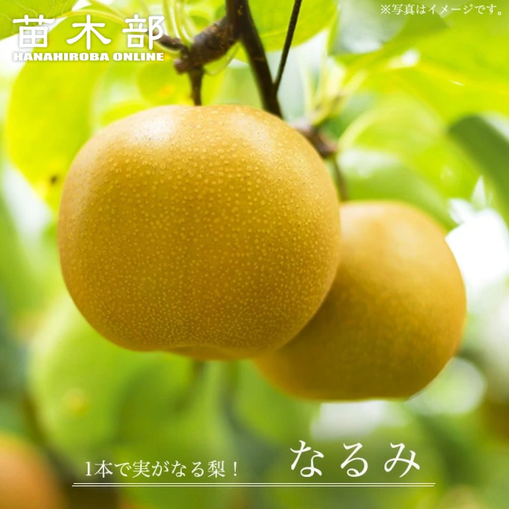 楽天市場】梨 苗木 【甘太】 3年生 接木 大苗 8号ポット 登録品種