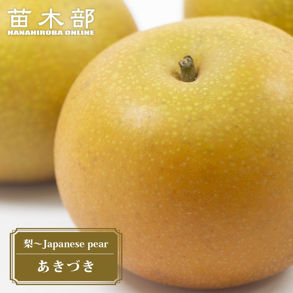 秋月 梨の苗木 約140 CM実付き nashi010_01-logo.jpg