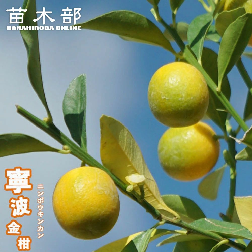 ❌枝付き葉っぱ付き キンカン 15本 キンカンの葉、枝つき、約50枚 - メルカリ