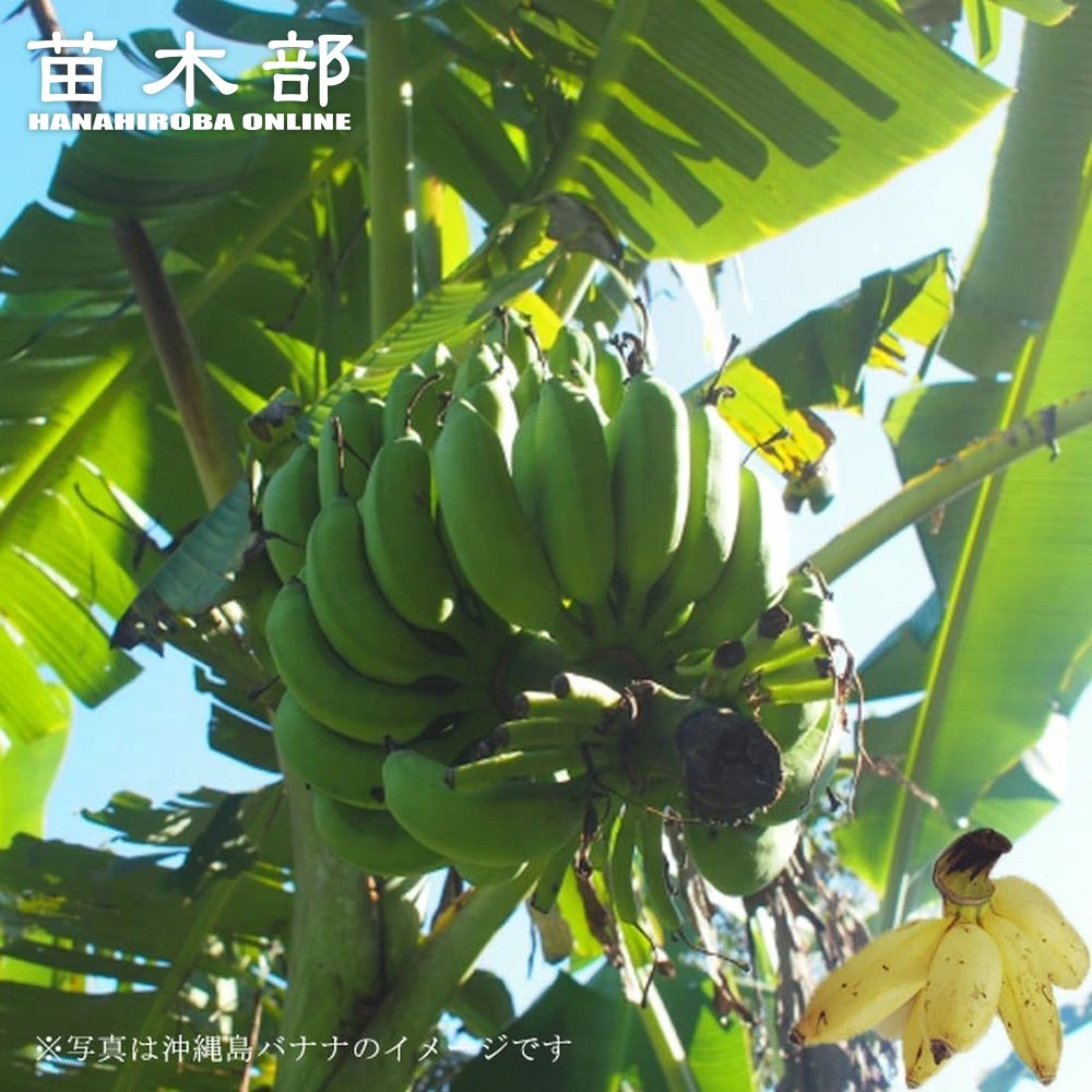130cm木熟可、バナナ苗＝世界一と称賛する記事も◆モンスター苗、伝統種島バナナ 130cm木熟可、バナナ苗＝世界一と称賛する記事も◇モンスター苗