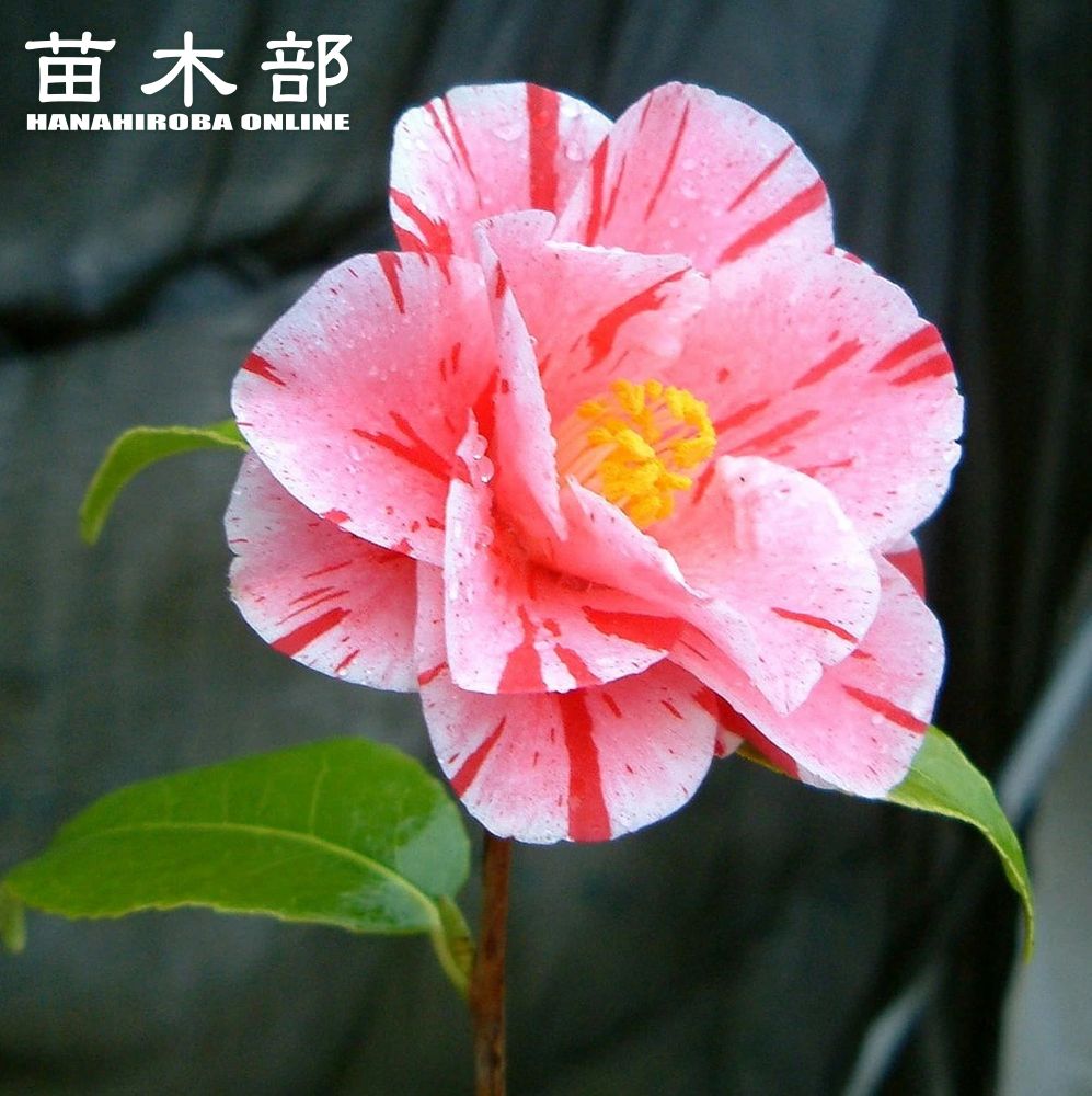 椿 B208 カムクラッチ 200シリーズ 1個 椿本チエイン 【通販モノタロウ】