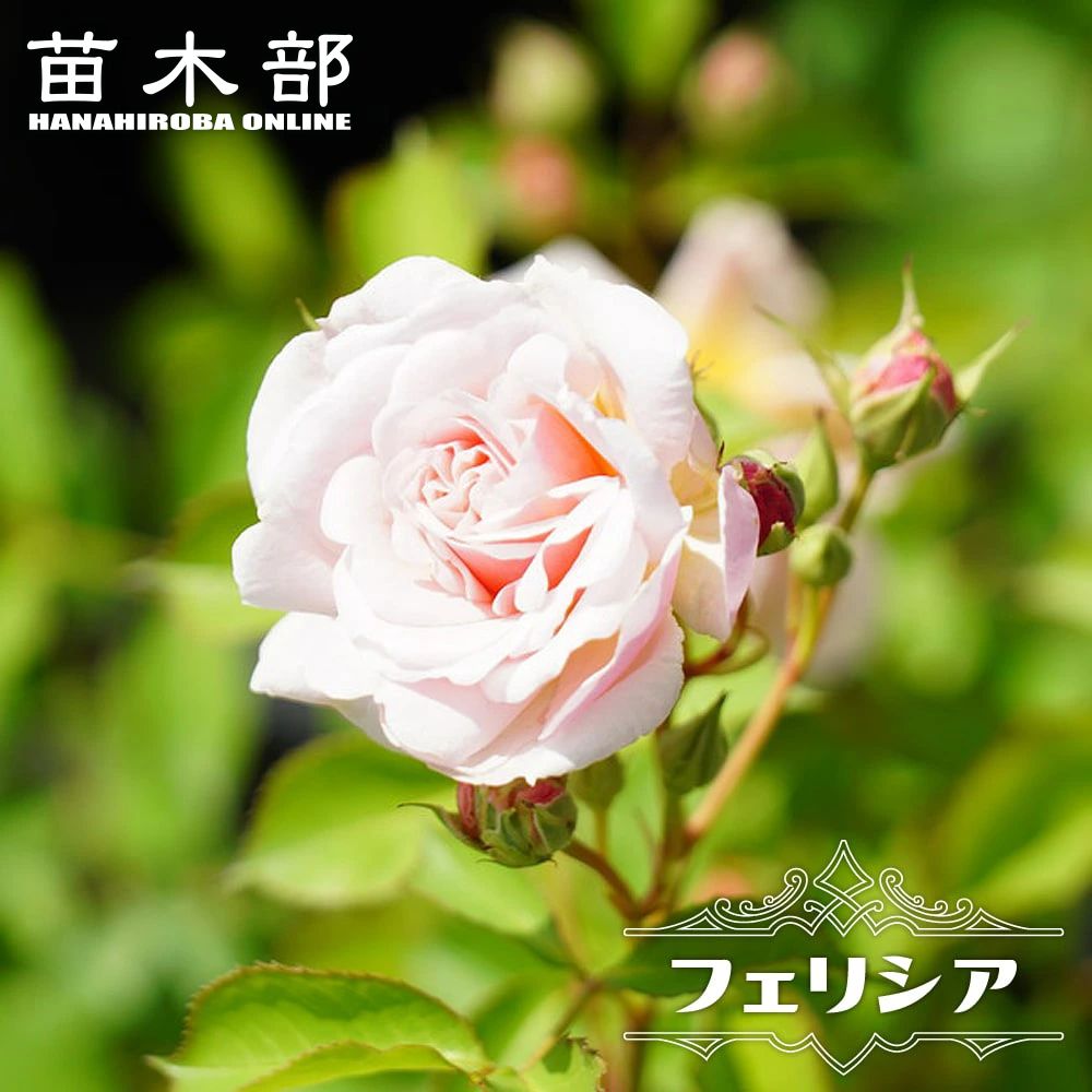 プリパラ ドリシア バラ売り プリパラ ドリシア バラ売り プリパラ