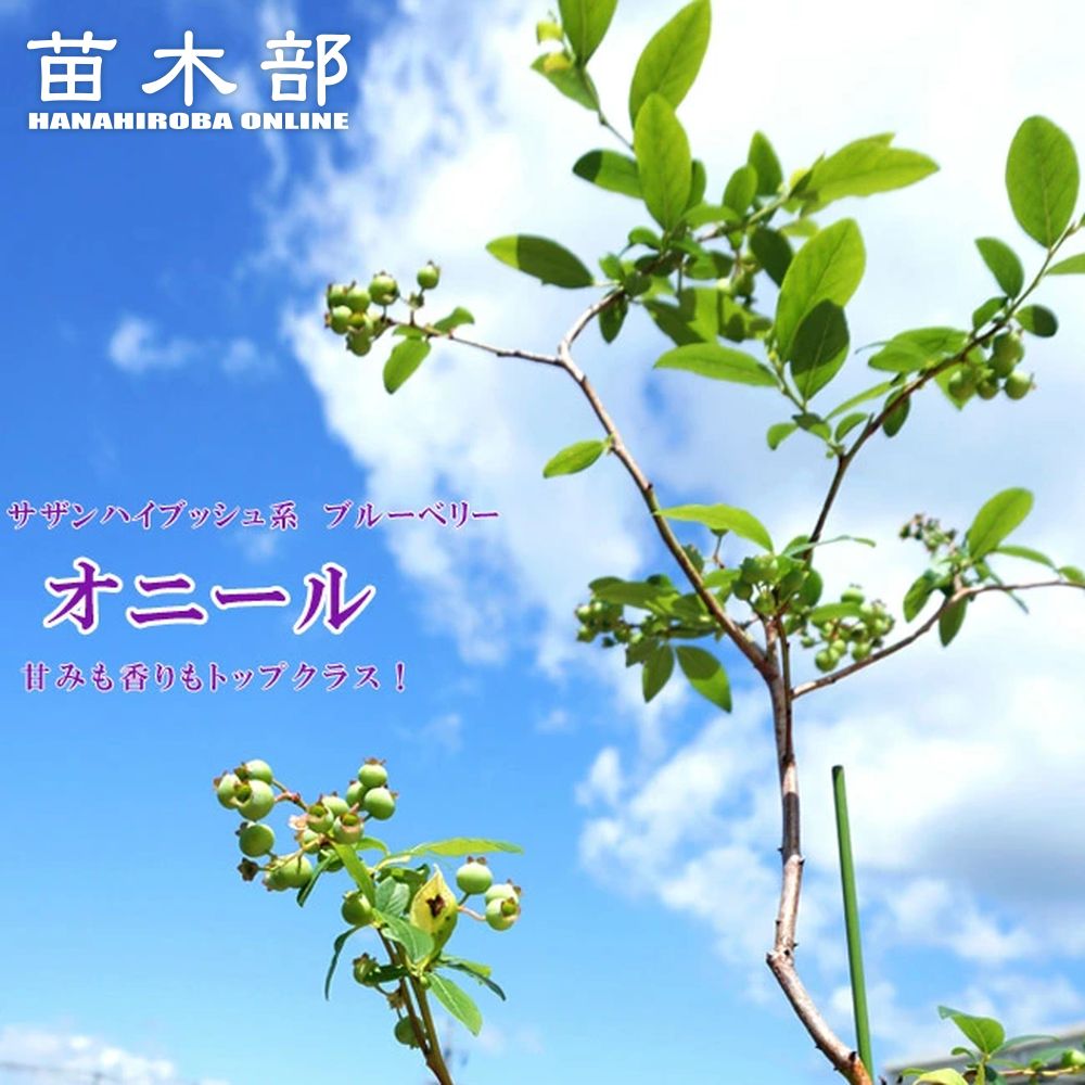4年生　フィンガーライム接木苗／樹高80cm チョコレートリモネット 4年生 フィンガーライム接木苗／樹高80cm チョコレートリモネット
