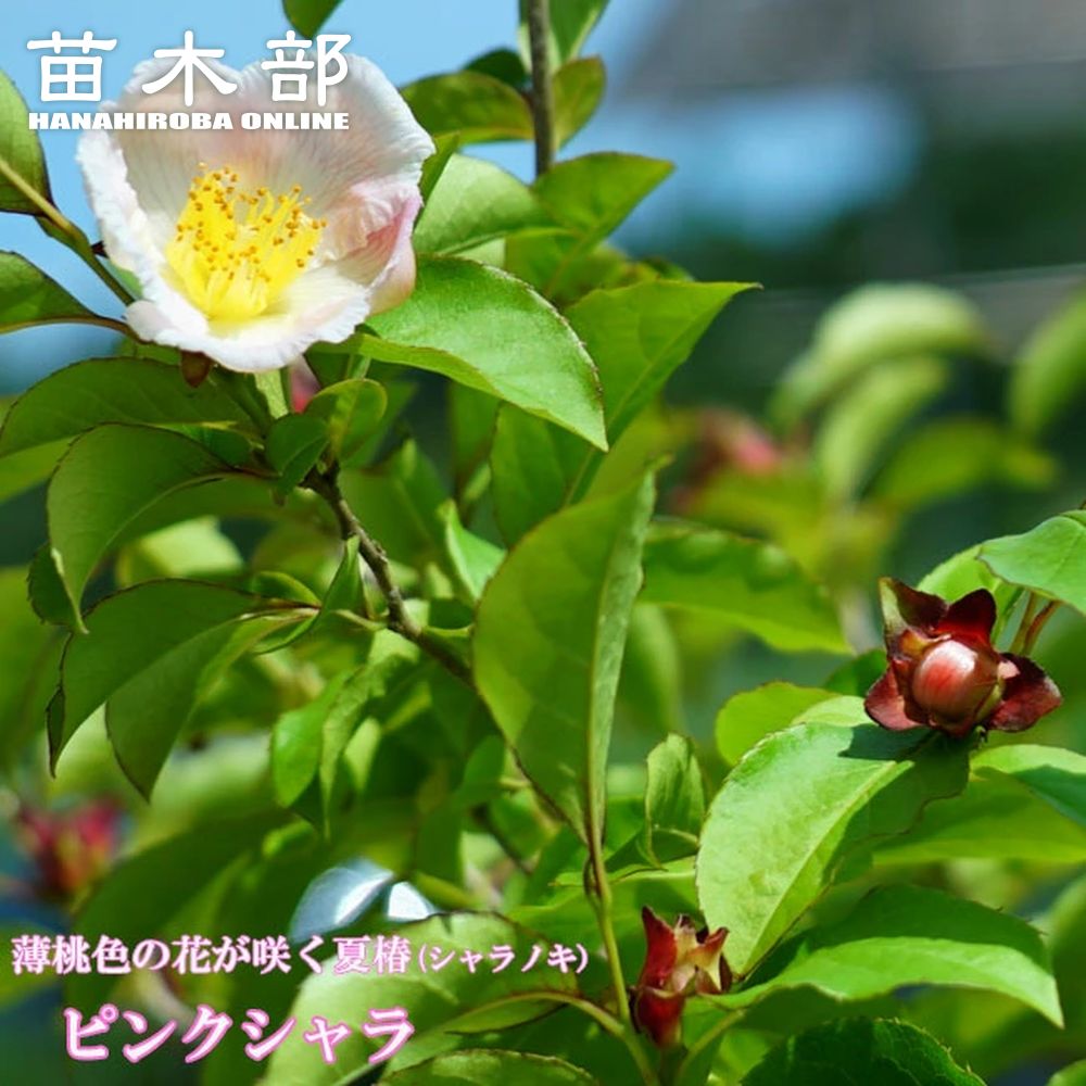 しゃらシャラ子様 楽天市場】ピンクシャラノキ 【夜明け前】 ポット苗 : 苗木部 by 花