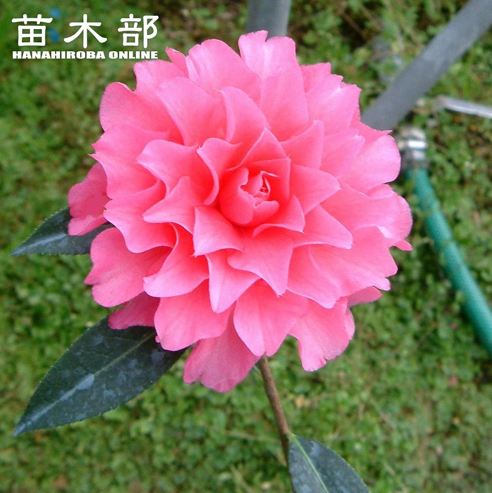 楽天市場】椿 苗 【さつま】 接木 白鉢植え 開花 2～4月ごろ : 苗木部