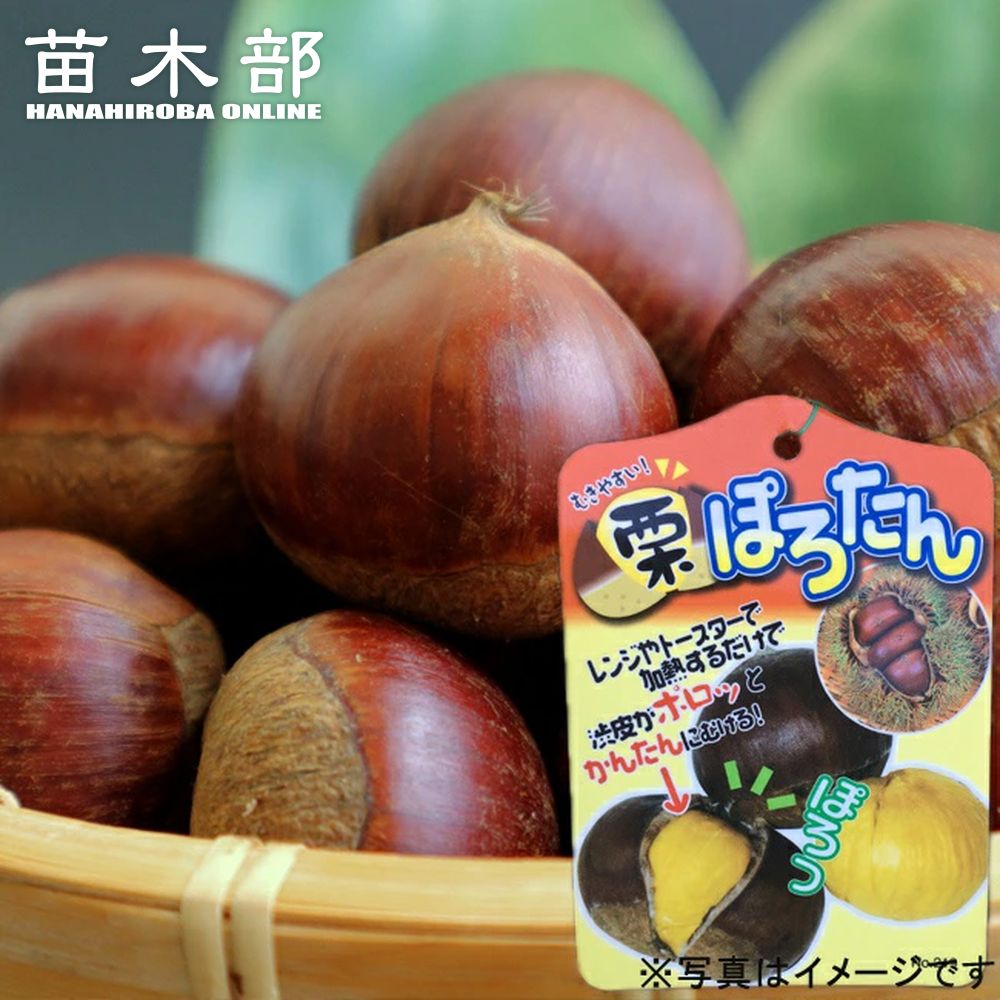 栗苗木　ぽろたん　1.5メートル　6年生 porotan1-logo.jpg