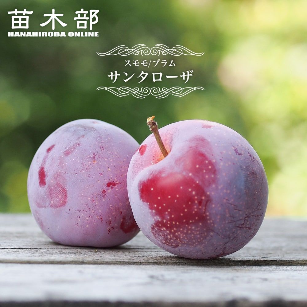 品種ガラリ(すもも)大苗木3本 品種ガラリ(すもも)大苗木3本