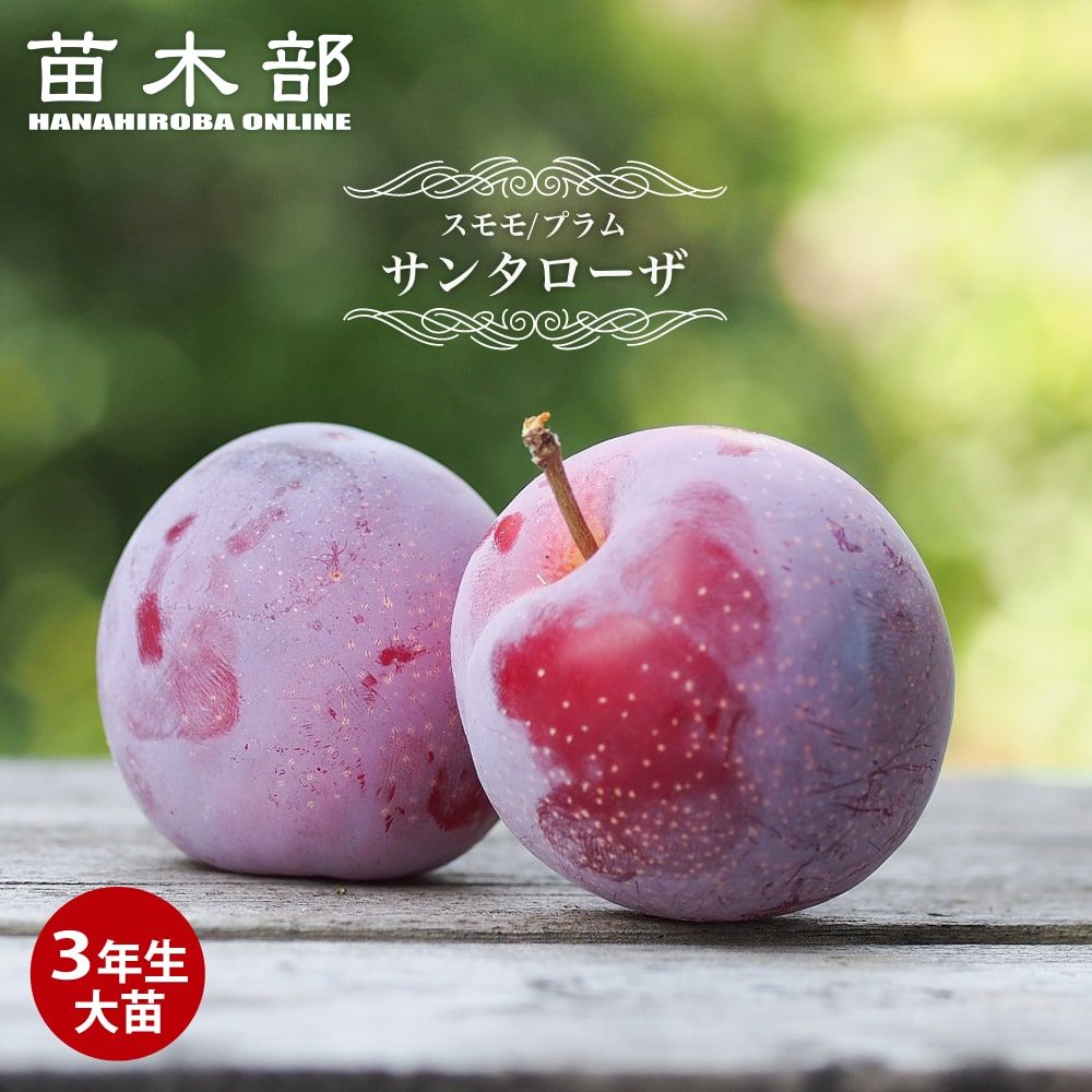 楽天市場】梨 苗木 【にっこり】 3年生接木1m大苗 【産地で剪定済 1.0m