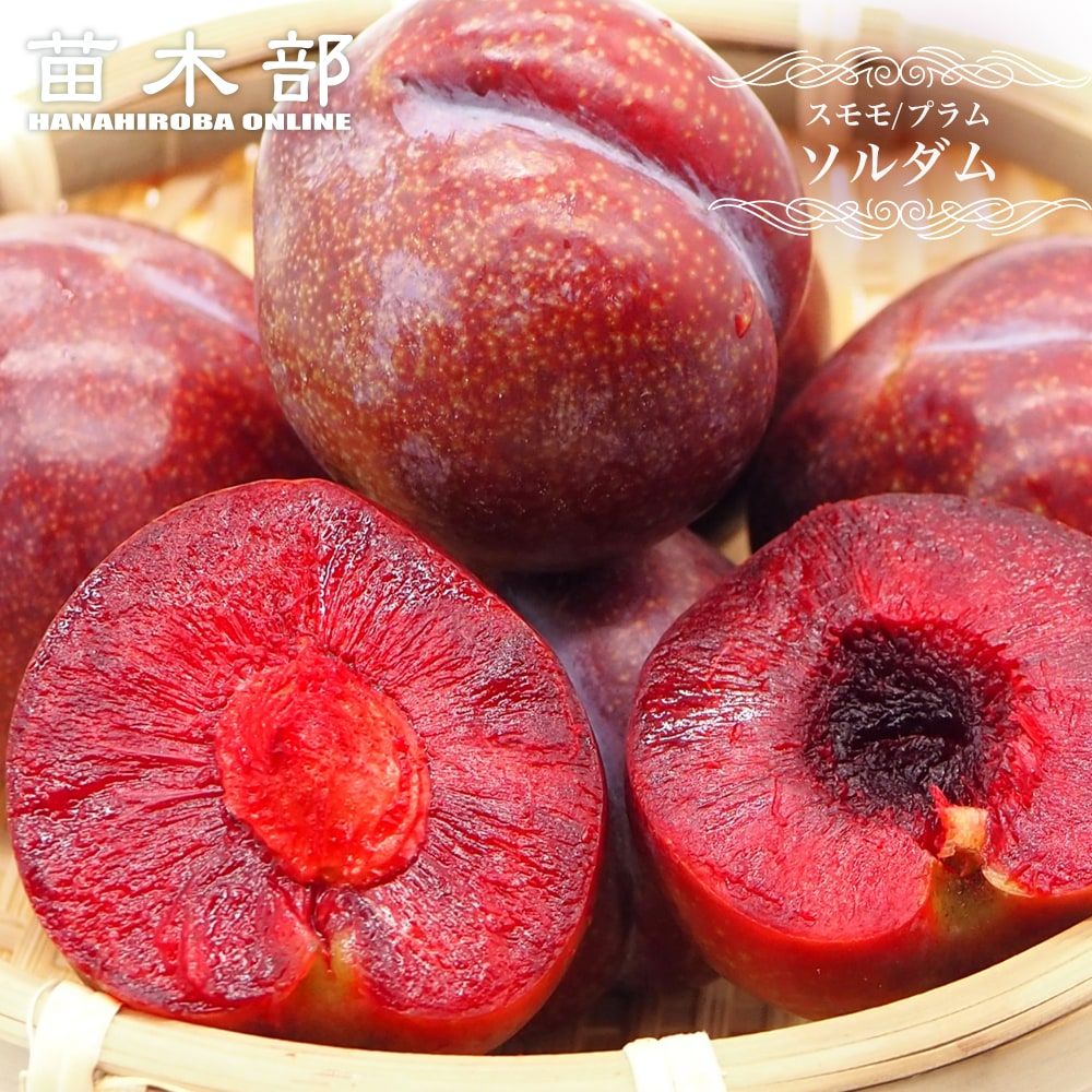 紅葉すもも　苗　チェリープラム　ハリウッドプラム　鉢植え Amazon.co.jp: スモモの苗木 品種：紅葉スモモ(ハリウッド)【品種で