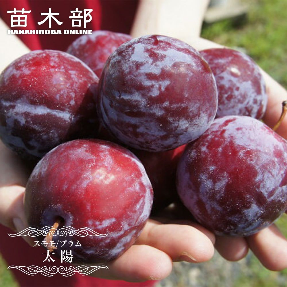 楽天市場】すもも 苗木 【サンタローザ】 3年生接木大苗 1m苗 【産地で