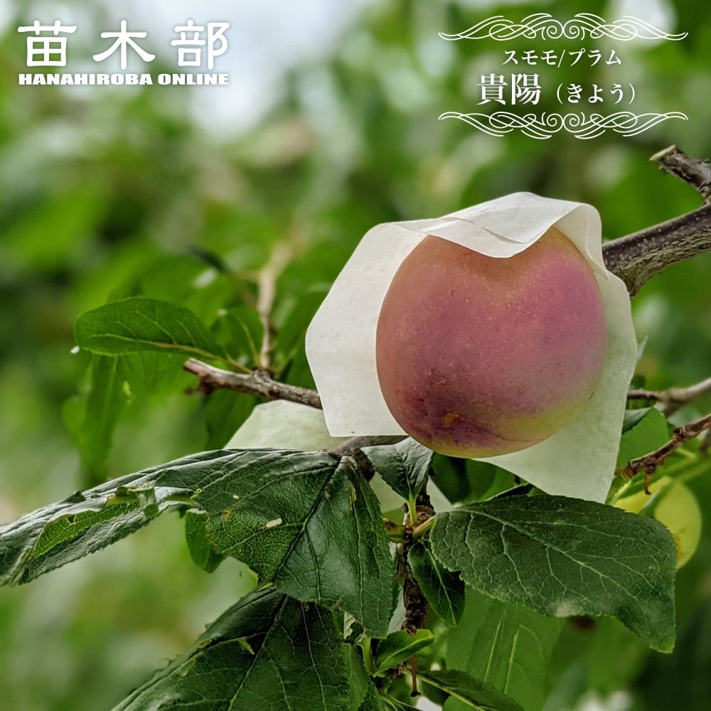 楽天市場】すもも 苗木 【ミラベル】 1年生接木苗 : 苗木部 by 花