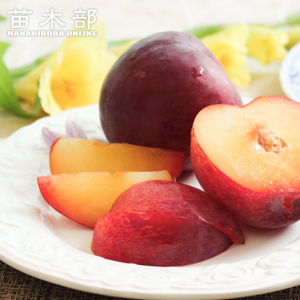 楽天市場】すもも 苗木 【アルプス王子】 1年生接木苗 : 苗木部 by