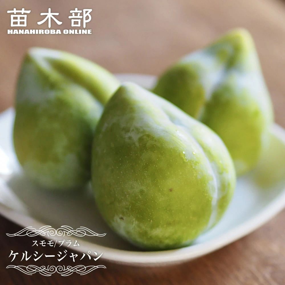 楽天市場】すもも 苗木 【ジャンボ大石】 1年生接木苗 単品 or 受粉樹