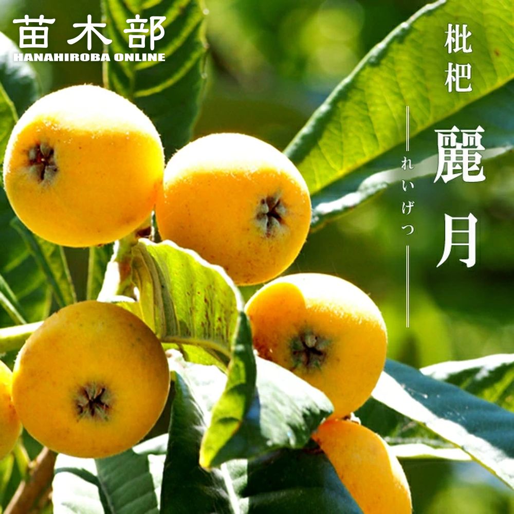 楽天市場】びわ 苗木 【大房】 1年生接木苗 : 苗木部 by 花ひろば