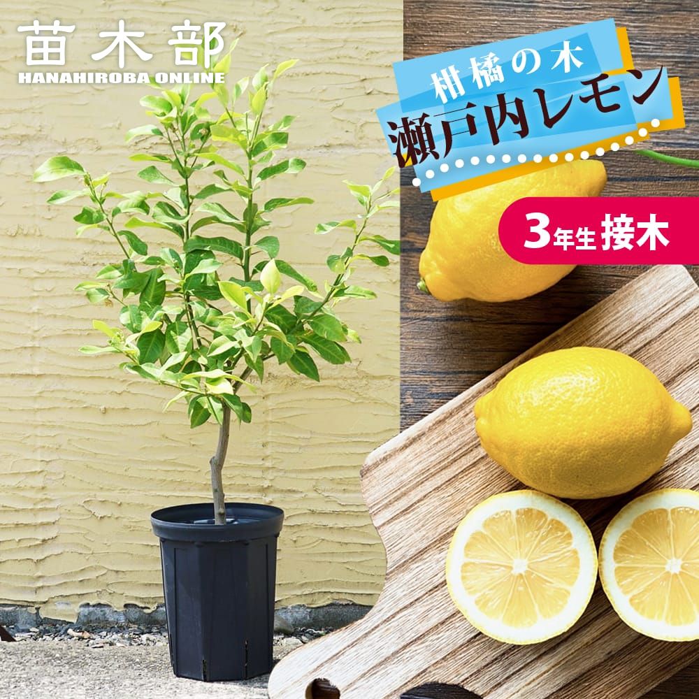 楽天市場】ライム 苗木 【フレーバーグリーン】 種なしライム 3