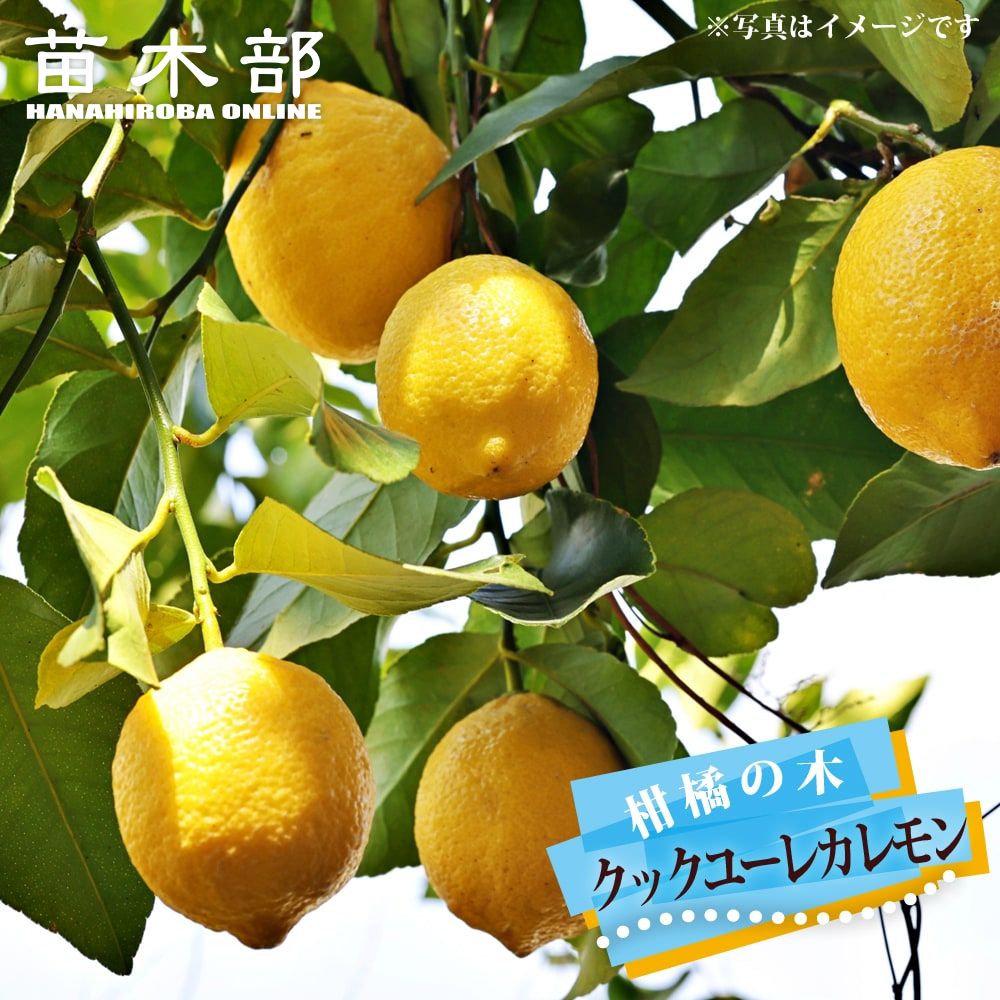 楽天市場】レモンの木 角鉢植えセット 【リスボンレモン＆アレン