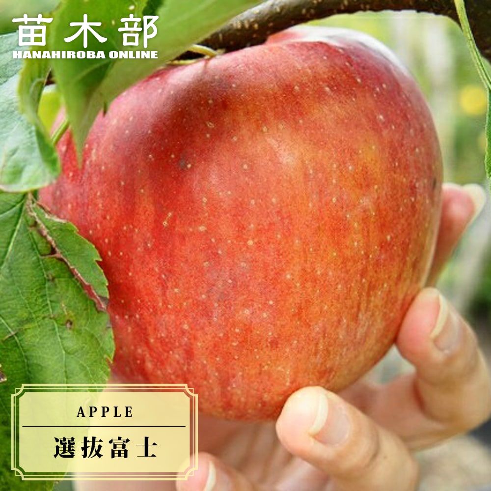 盆栽　富士りんご　樹高72cm 盆栽 富士りんご 樹高72cm