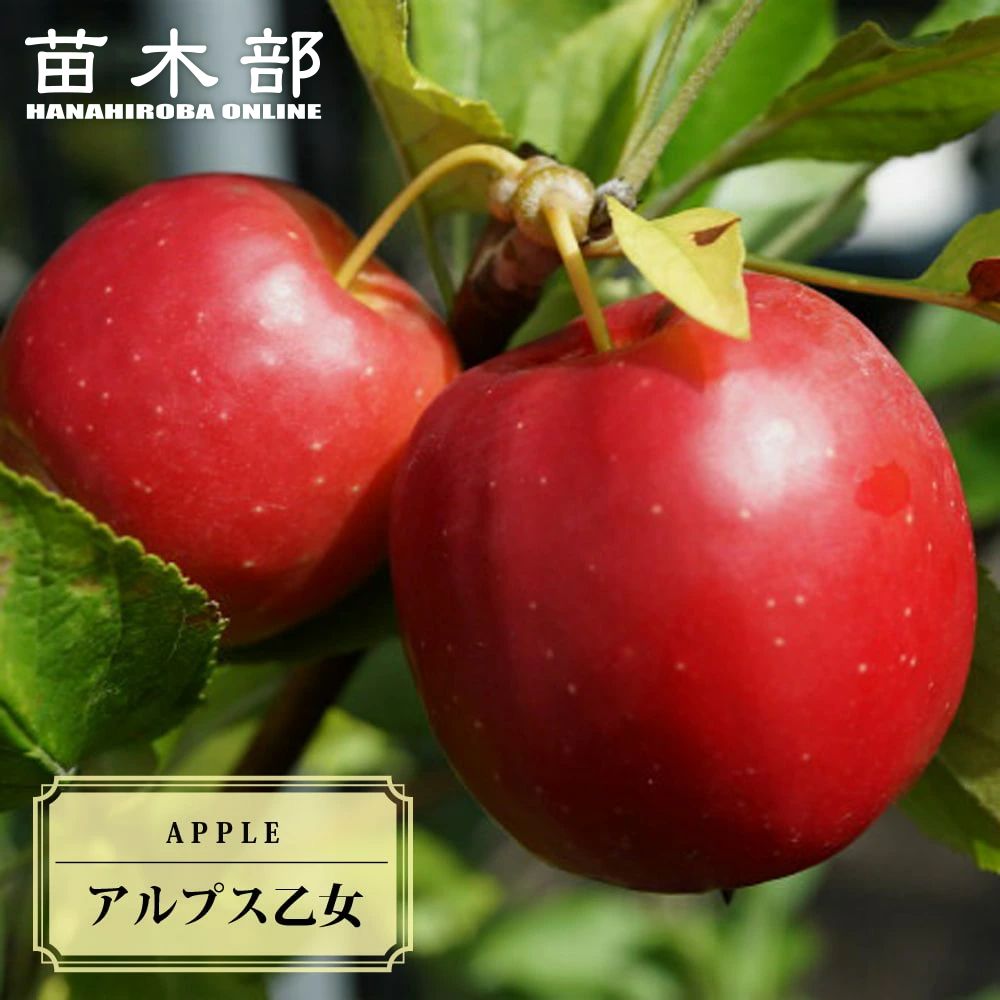 アルプス乙女とりんご世界一の苗木2本セット　大苗木 ringo004_01-logo.jpg