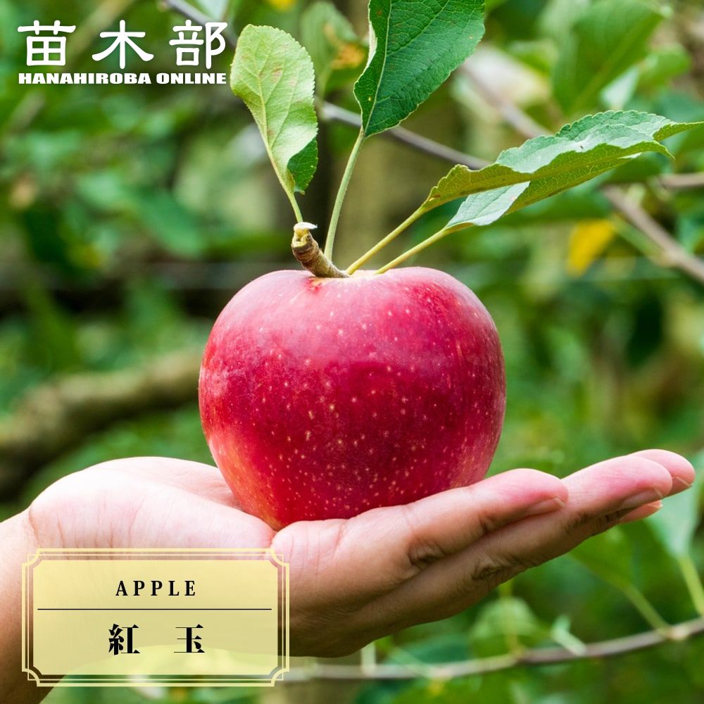 楽天市場】りんご 苗木 【ダブルプランツ （上） 富士 × （下） 王林