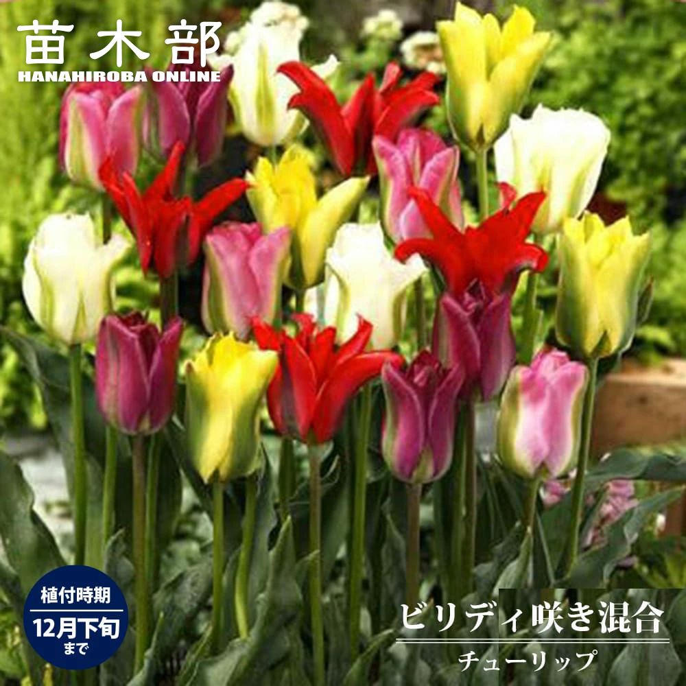 楽天市場】チューリップ 球根 【ず～と咲くミックス・30日間連続開花